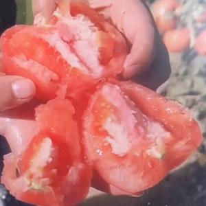 山东番茄🍅小时达头像