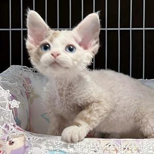 方拖肥Toffee🐱头像