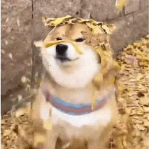 老狮子🦁冲鸭头像