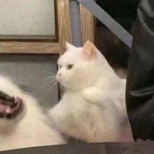 一碗鱼子酱头像