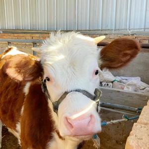 甄选西北牛羊天然牧场头像