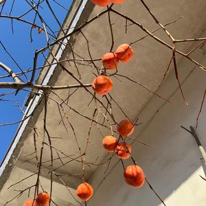 我家小臭宝头像