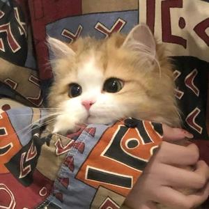 小维同学（lysk代打版）头像