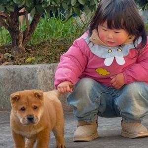小小黄狗犬舍头像