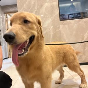 元宝是金毛头像