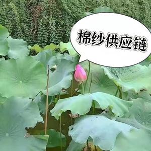 棉纱老葛头像