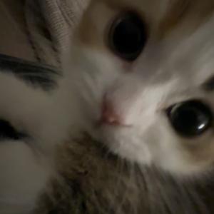 ☁️脸颊肉头像