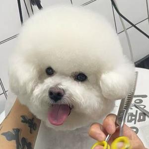 波比大王🐾头像