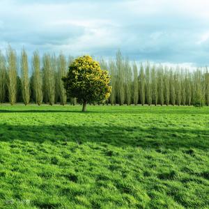 谷粒万花筒头像