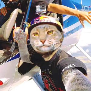 走马观花再无她头像