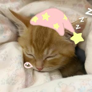 ʚ小思大王ɞ头像