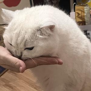 雪球今天吃什么头像