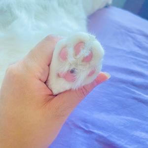 沉醉不知归麓头像