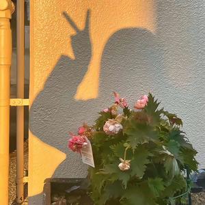 锅锅侠火锅头像