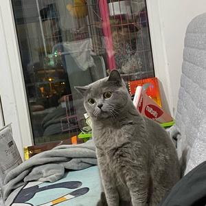 铲屎官在外面有猫了头像