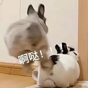 兔头同学tutu的头像咪思-粉丝零距离互动的优质平台咪思