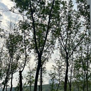 叶子の美业日记头像