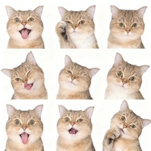 王颓废是仙女头像