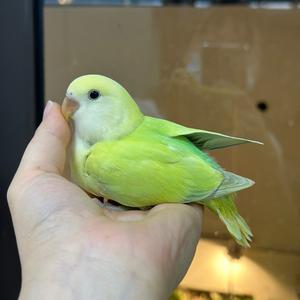 冉冉家的小鹦鹉（出特色牡丹鹦鹉）头像