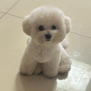 西安最后一个Lucky头像