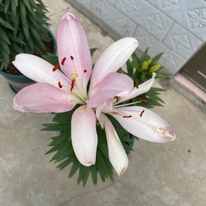 亮仔的幸福生活头像