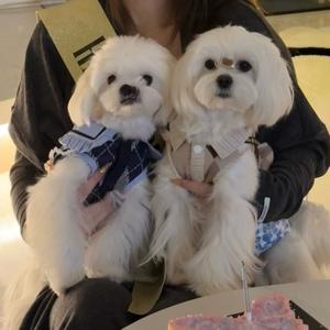 一粒儿小狗头像