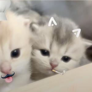 *⸜( •ᴗ• )⸝*头像