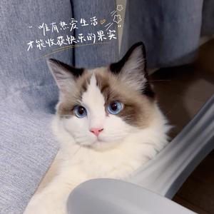 🍎燕子🍎头像