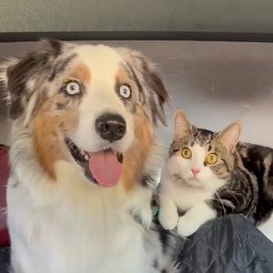 飘宝儿没尾巴🐶头像