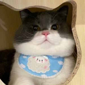一颗猪头子头像