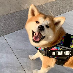 秋田の丸子头像