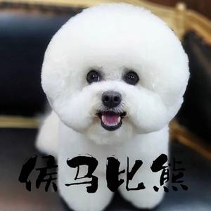 侯马·比熊·之家头像