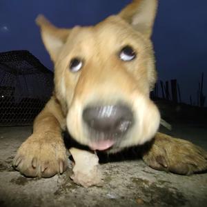 更本吃不饱头像