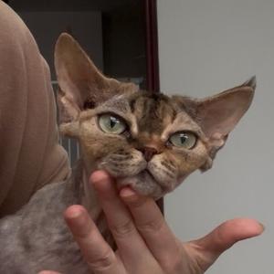 养德文的辣辣头像