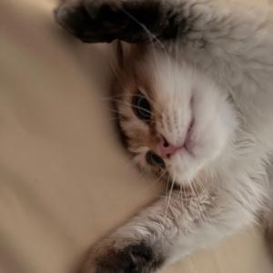 🐈六六是也头像