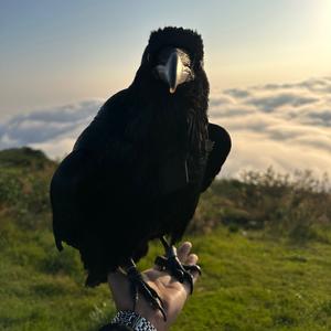 开州玩乌第一人头像