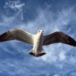 恶魔学识头像