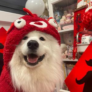 郑州猫狗宠物市场(看宠物打主页☎️)头像