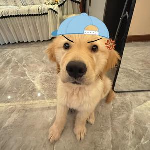 没文化的小学生头像