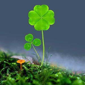 岁月如歌🍀头像