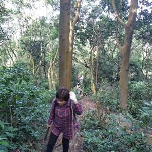 民间肝艹王头像