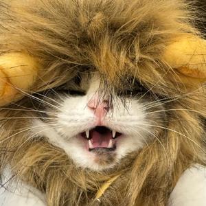 大帅哥一枚头像