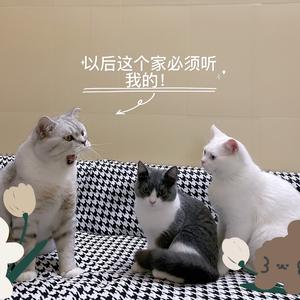 幺幺招财的可乐头像