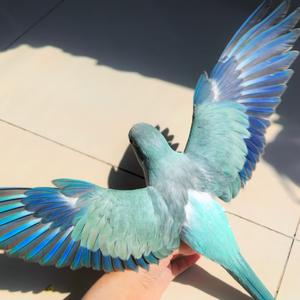 萌萌与胖胖头像