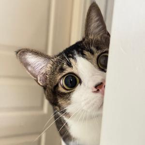 是张探花呀头像