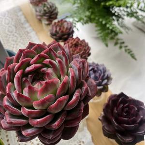 机灵小不懂🌵（学习版）头像