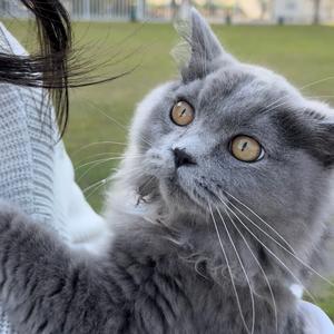 是招财和进宝头像