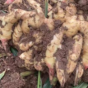 良田硕果新鲜农产品头像