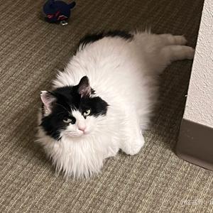 赫本的猫头像