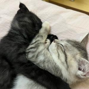 薯条有点呆头像